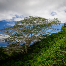 Ha_Kauai-18-IG